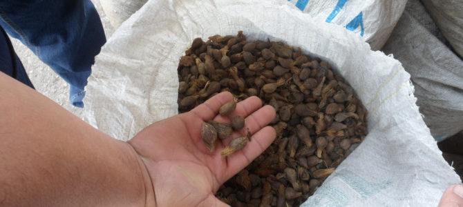 Confeccionando una lista de alimentos que tienen aceite de palma Confeccionando una lista de alimentos que tienen aceite de palma